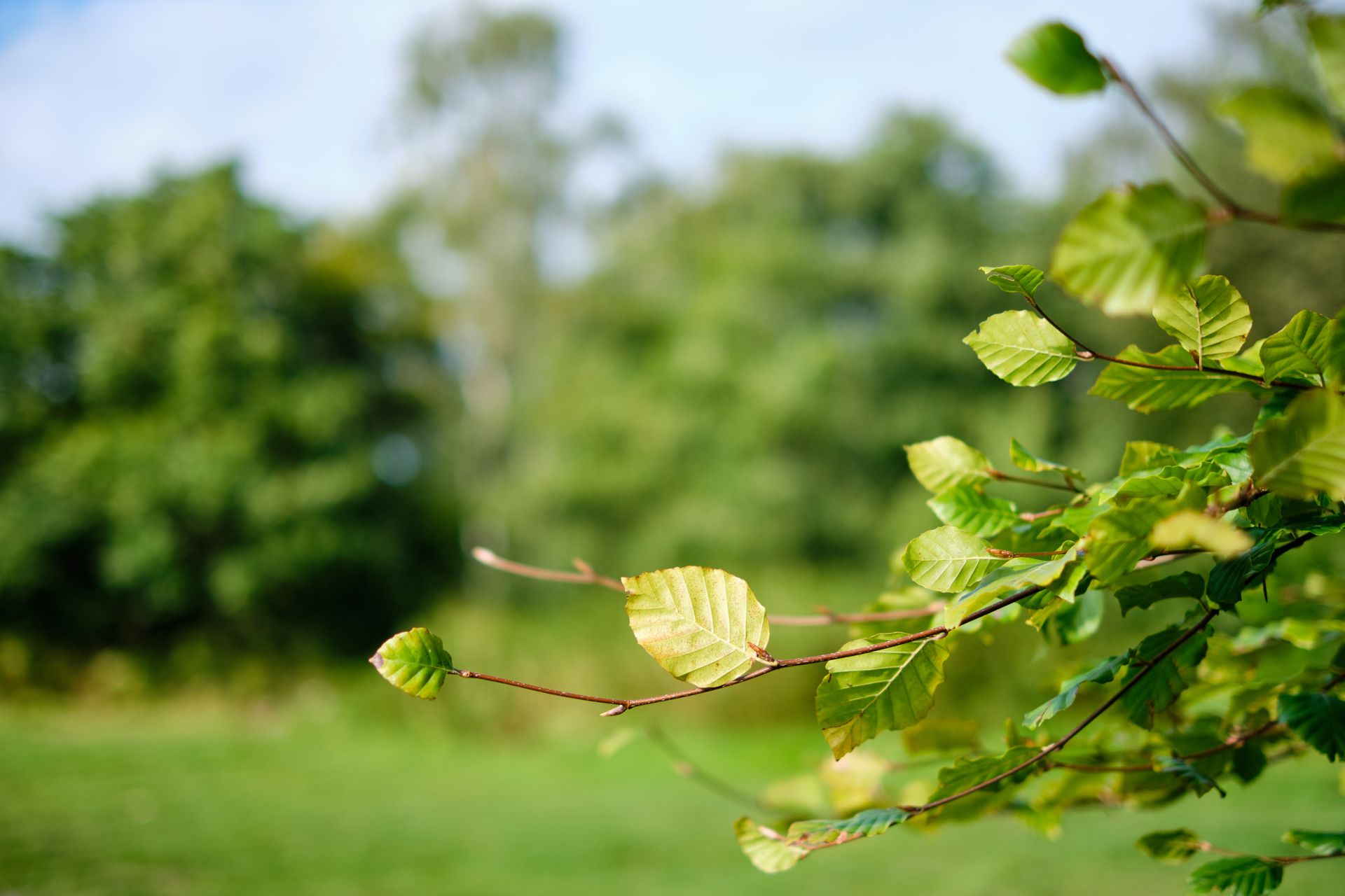 Alles wat je moet weten over het planten van beukplanten