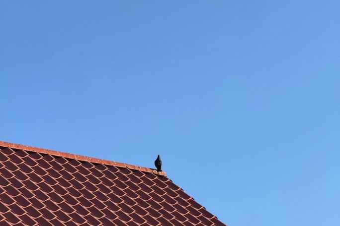 Photograph of a red tiled roof with a bird perched against a clear blue sky in Cuauhtémoc, Mexico.