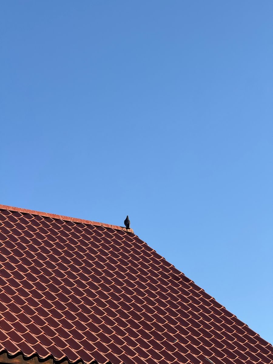 Photograph of a red tiled roof with a bird perched against a clear blue sky in Cuauhtémoc, Mexico.
